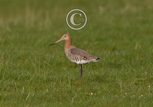 Black-tailed Godwit DM1658